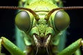 microscopy of grasshopper face, electron microscopy,500x zoom, Generative AI Royalty Free Stock Photo