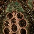 Microscopy micrograph plant tissue