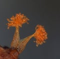 Microscoric colonies of myxobateria look like flowers or corals