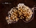 A microscoric colony of myxobateria look like flowers or corals