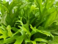 Close up view of Microsorum punctatum or Asplenium antuquum amy Royalty Free Stock Photo