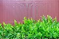 Microsorum punctatum fern and batten wooden fence