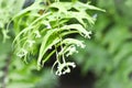 Microsorum punctatum or Mermaid`s Tail fern