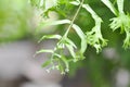 Microsorum punctatum or Mermaid`s Tail fern