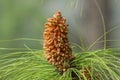 Microsporangiate Strobili Male or Pollen cones Royalty Free Stock Photo