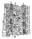 Microspore Anther Lobe vintage illustration