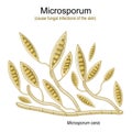 Microsporum, under microscope. Microscopic fungi