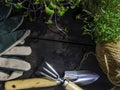 Microsprouts. Planting potted, garden tools, gloves, thread Top view. Spring in the garden Royalty Free Stock Photo