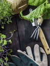 Microsprouts. Planting potted, garden tools, gloves, thread Top view. Spring in the garden Royalty Free Stock Photo