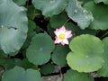 microspur beautiful lotus flower