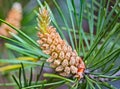 Microstrobilus or pollen cone or male cone of pine tree Scots pine Pinus sylvestris in spring. Close up Royalty Free Stock Photo