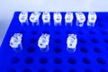 Microtubes 0.2 ml in blue rack. Sample of DNA amplified in PCR instrument. Labware