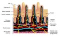 Microvilli