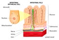 Microvilli. Detail of the small intestine. Vector