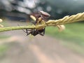 Mictis tenebrosa, black or brown insect on flower twig