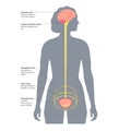 Micturition neural control