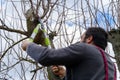 Mid adult caucasian man pruning fruit trees in his garden. Male gardener using pruning shears. Springtime gardening. Royalty Free Stock Photo