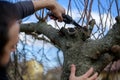 Mid adult caucasian man pruning fruit trees in his garden. Male gardener using pruning shears. Springtime gardening.