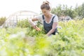 Mid adult farmer harvesting carrots at farm