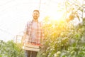 Mid adult farmer with tomatoes in crate walking at greenhouse