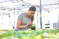 Mid adult female botanist examining herb seedlings in plant nursery