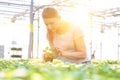 Mid adult female botanist examining herb seedlings in plant nursery Royalty Free Stock Photo