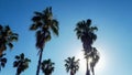 mid afternoon landscape with group of palm trees with blue sky background Royalty Free Stock Photo