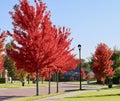 Mid-afternoon sunlight on autumn leaves Royalty Free Stock Photo