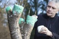 Mid aged man grafting fruit tree Royalty Free Stock Photo