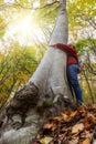 Mid aged woman hugging a big beech tree on the forest in autumn Royalty Free Stock Photo