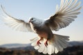 Mid air flight of a white feathered homing pigeon bird