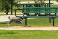 Mid-air small dog running past a park bench