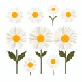 Mid-century Floral Illustration Set: Daisy Flowers On White Background