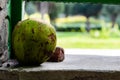 Mid close up shot of discarded green coconut shell laying on the wall of a park. waste and cleanliness concept