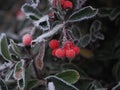 Frost on red berries (pyracantha) - Mid December Szczecin Poland Royalty Free Stock Photo