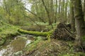 A mid-forest pool with a beaver dam. Royalty Free Stock Photo
