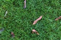 Mid-high lawn with leaves and water drops texture. Park lawn texture. Top view, overhead shot. Grassplot surface backdrop.