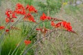 From mid-July for at least a month, tubular-bell-shaped, wide-open flowers of fiery red color with golden-orange under flowers