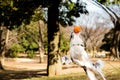 Mid-Jump Border Collie