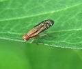 Unknown fly sitting on the leaf of a Swamp Milkweed