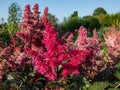 Astilbe japonica x \'Vesuvius\' with deeply-divided, deep green leaves and erect panicles of