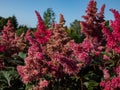 Astilbe japonica x \'Vesuvius\' with deeply-divided, deep green leaves and erect panicles of