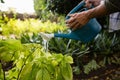 Mid-section of couple watering plants with watering can in garden