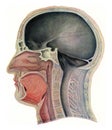 Mid section through the head of a European, vintage engraving