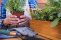 Mid section of a senior woman gardening with herbs pot in summer day - home garden concept Royalty Free Stock Photo