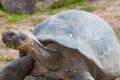 A Mid Shot of a Galapagos Tortoise Eating Grass