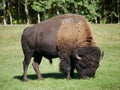 A mid-size Bison free-roaming in the Park