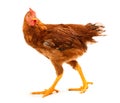 Mid-sized brown pullet walking on white Royalty Free Stock Photo