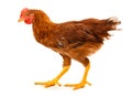 Mid-sized brown pullet walking on white Royalty Free Stock Photo