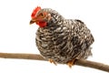 Mid-sized pullet sitting on branch Royalty Free Stock Photo